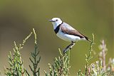 White-fronted Chatborder=